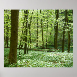 Póster poster tranquilo del bosque