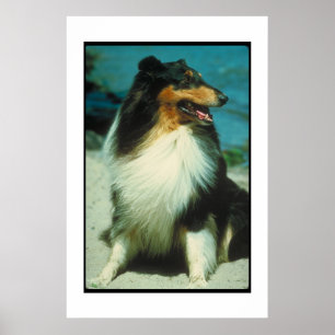 Póster Poster Tri Coloreado del collie