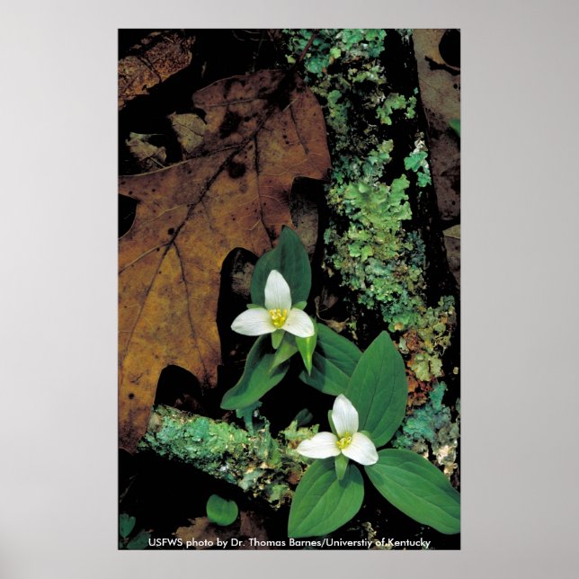 Póster Poster / Trillium de nieve (Frente)