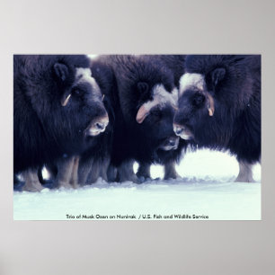 Póster Poster / Trío de Musk Oxen en Nunivak