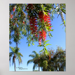 Póster Poster tropical de botella del árbol rojo del