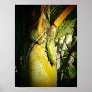 Póster Poster tropical de gecko de Hawái