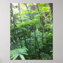 Poster tropical de selva tropical