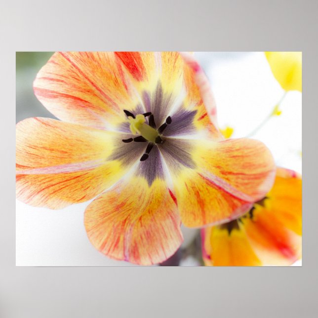 Póster Poster Tulip de 24" x 18" (Frente)
