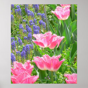 Póster Póster, Tulipa 'Pink Fountain' Tulipán e Híacintos