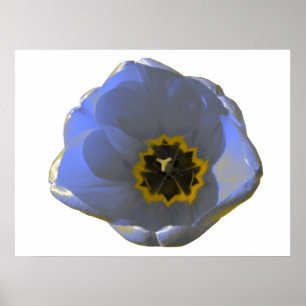 Póster Poster tulipán azul y amarillo