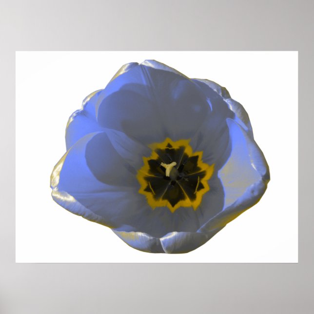 Póster Poster tulipán azul y amarillo (Frente)