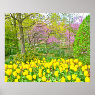 Póster Póster, Tulipanes amarillos y árboles de redbud