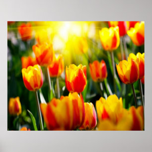 Póster Poster Tulips