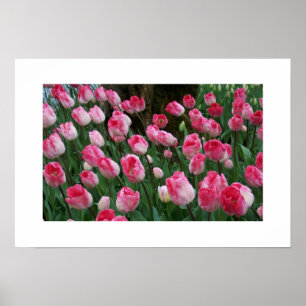 Póster Poster Tulips