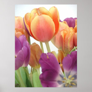 PÓSTER POSTER TULIPS