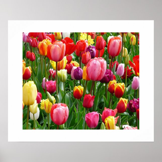 Póster Poster Tulips (Frente)