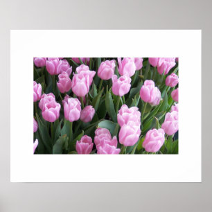Póster Poster Tulips
