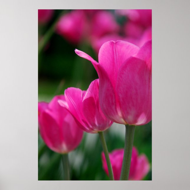 Póster Poster Tulips (Frente)