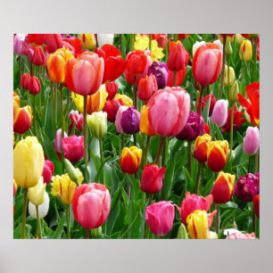 Póster Poster Tulips