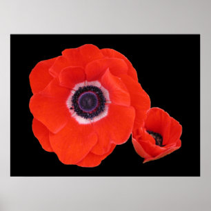 Póster Poster, Two Perfect Red Poppies.
