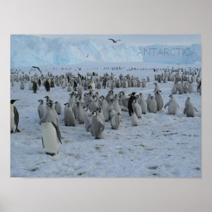 Póster Poster Un rebaño de Pingaleses en la Antártida, fo