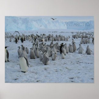 Póster Poster Un rebaño de Pingaleses en la Antártida, fo