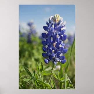 Póster Poster único de Bluebonnet en Texas