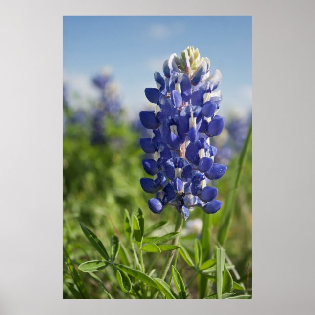 Póster Poster único de Bluebonnet en Texas (Frente)