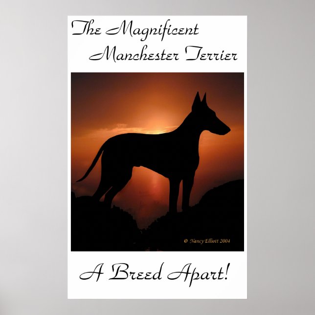 Póster Poster único de Manchester Terrier (Frente)