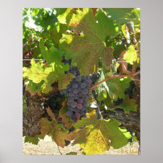 Póster Poster - Uvas en la vid