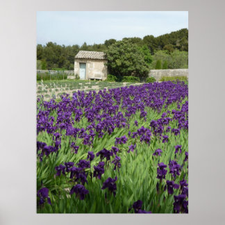 Póster POSTER - Van Gogh Iris