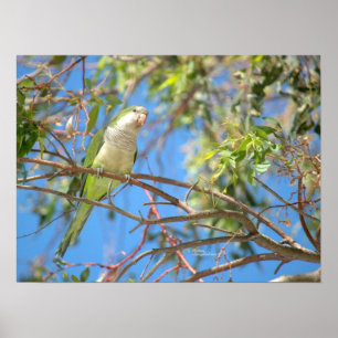 Póster Poster verde del loro del quaker