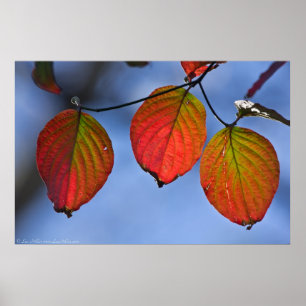 Póster Poster Vibrant Autumn Leaf Trio