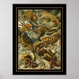 Póster Poster Vintage Artist Ernst Haeckel Lacertilia