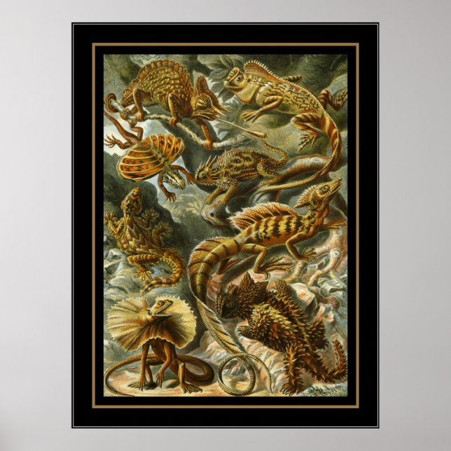 Póster Poster Vintage Artist Ernst Haeckel Lacertilia (Frente)