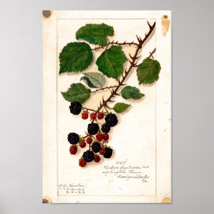 Póster Poster - Vintage Blackberries
