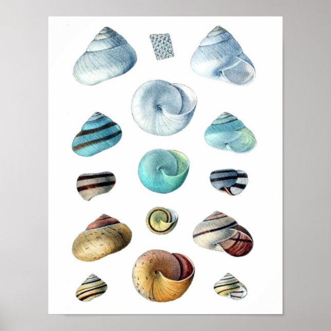 Póster Poster Vintage blue Seashells (Frente)