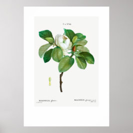 PÓSTER POSTER : VINTAGE BOTANICAL "MAGNOLIA" REDOUTÉ