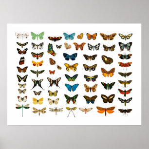 PÓSTER POSTER : VINTAGE BUTTERFLART CHART