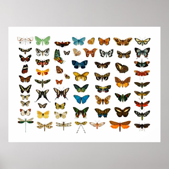 PÓSTER POSTER : VINTAGE BUTTERFLART CHART (Frente)