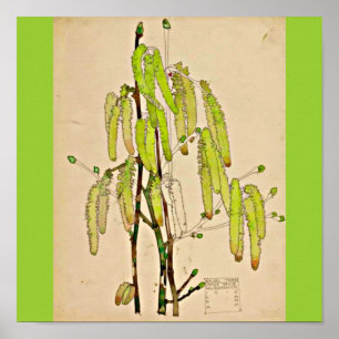 Póster Poster-Vintage-Charles Rennie Mackintosh 13