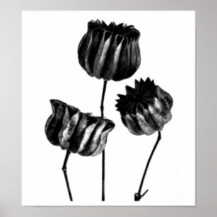 Póster Poster-Vintage Fotografía-Karl Blossfeldt 23