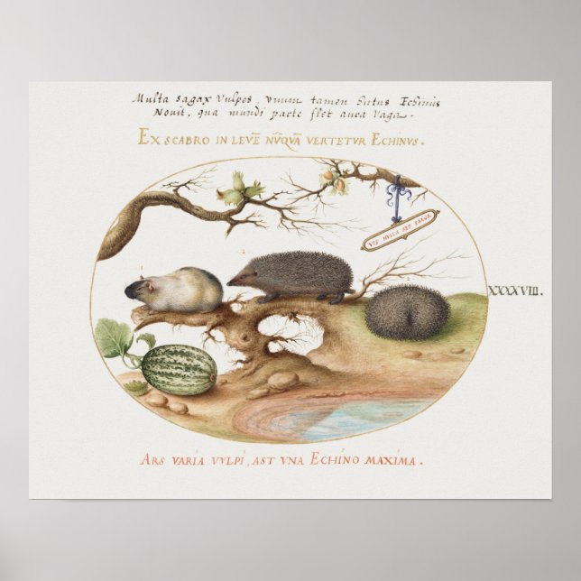 Póster Poster Vintage Hedgehog (Frente)