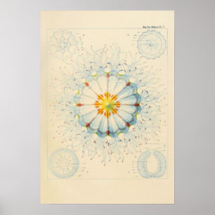 Póster Poster Vintage Jellyfish