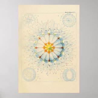Póster Poster Vintage Jellyfish