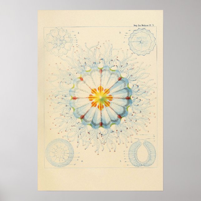 Póster Poster Vintage Jellyfish (Frente)