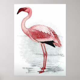 Póster Poster Vintage Pink Flamingo