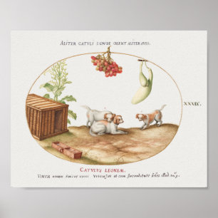 Póster Poster Vintage Pups