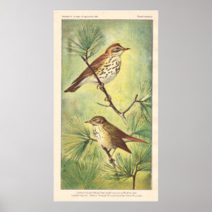 Póster Poster Vintage Thrush