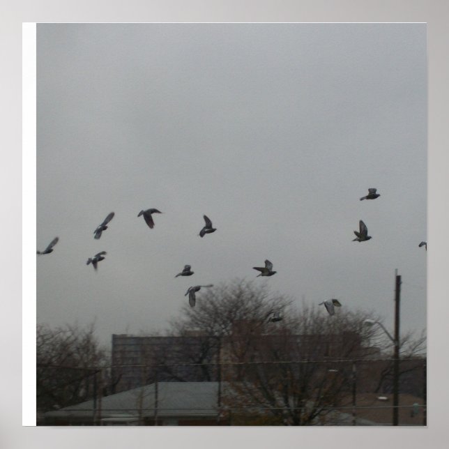 Póster Poster Volador de Aves (Frente)