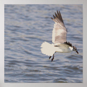 Póster Poster Volador de Gaviota