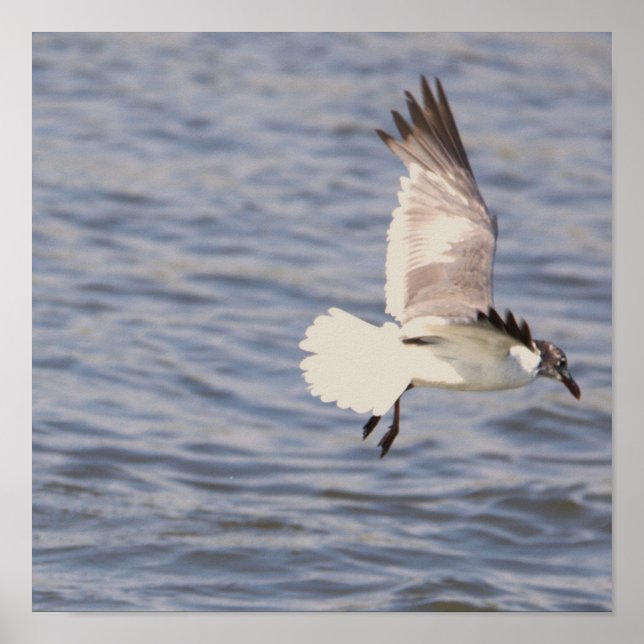 Póster Poster Volador de Gaviota (Frente)
