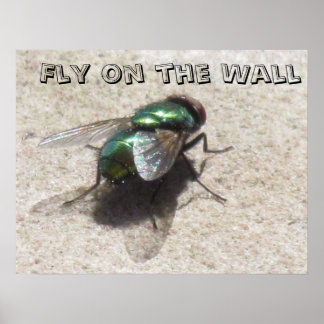Póster Poster - Volar en la pared
