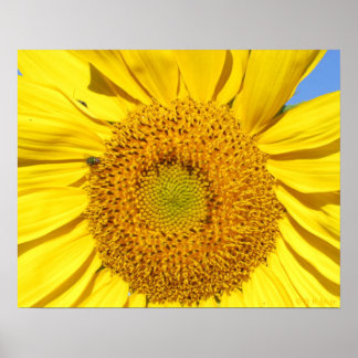 Póster Poster - Volar sobre el girasol